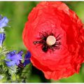 Le Pavot coquelicot , Papaver rhoeas