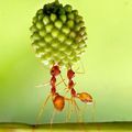 photographier du minuscule comme Eko ADIYANTO