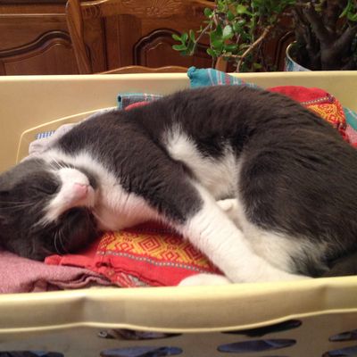 un petit coucou pour vous dire que je vais bien.