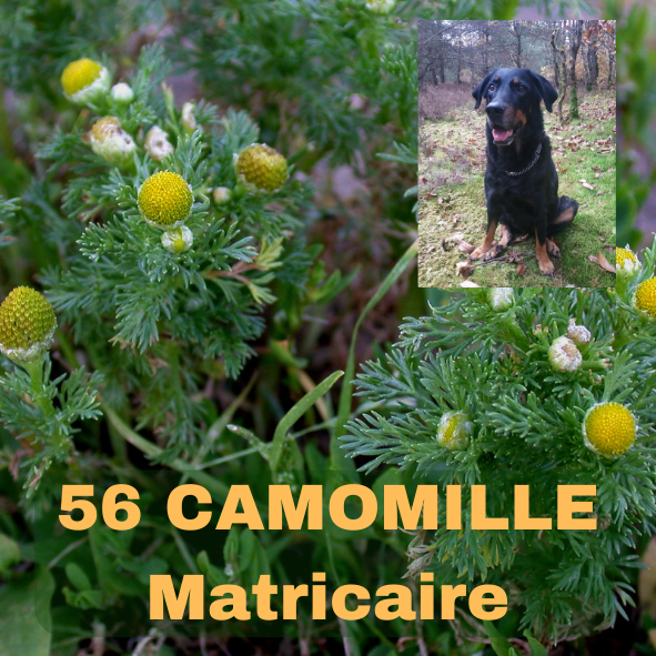CAMOMILLE MATRICAIRE, Matricaria Chamomilla, famille des Astéracées, German Chamomile, La petite Musique dans la Forêt