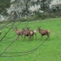 Les animaux de la forêt