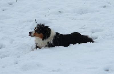 Premières neiges