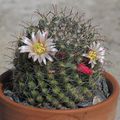 Cactus 2020-I : premières fleurs