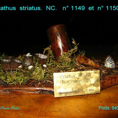 CYATHUS
