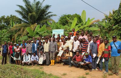 Filière cacao et relance dans le Mbam