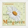 Marguerite de lilipoint