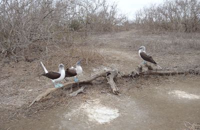 Isla de la Plata- aves de patas azules