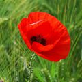 Le coquelicot, la fleur aux pétales apaisants