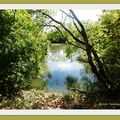 L'Etang de la Marnière à CASSEN (40)...