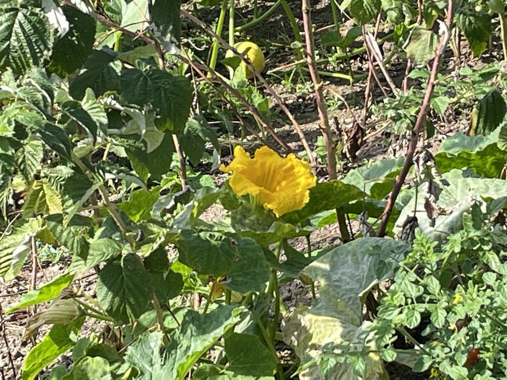 Mercredi 24 sept 2025 le jardin de ma copine Margot  (20 sept 2025 sous un soleil radieux, j'adore y descendre, c'est sa passion son bout de jardin  , mon diapo pour toi , plaisir en partage ) 