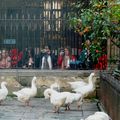 Le bestiare de la Cathédrale  la Seu 