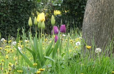 MES TULIPES... & UN P'TIT COUCOU...