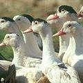 Razzia sur la schnouf ... foie gras !