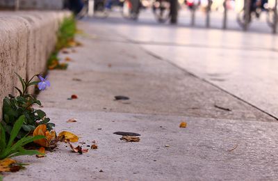 Faire fleurir les trottoirs