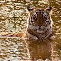 Un roi dans la jungle, le tigre