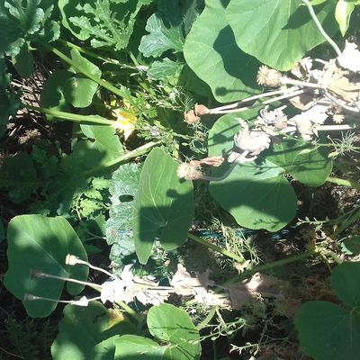 Potager sur compost et secheresse