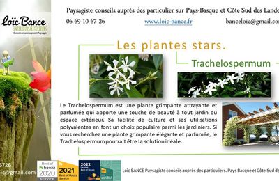 🌼 Trachelospermum ou Jasmin étoilé ou Jasmin du Cap par Paysagiste Pays Basque et Paysagiste Landes.