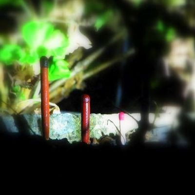 Test comparatif d'allumettes !!!