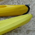 Bananes aquatiques