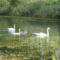 Rencontre avec nos amis virtuels.... sous le signe de l'Eau