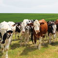 La ferme des peupliers 