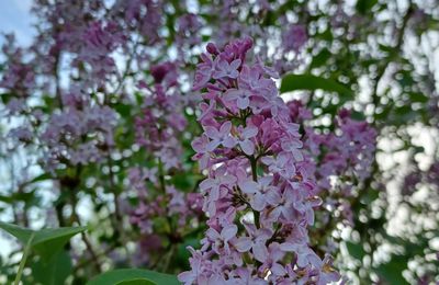 Lilas fleuris (Bouquet au fil des saisons)