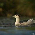 Bihoreau gris - nycticorax nycticorax