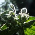 Le bonheur est dans le jardin (2)