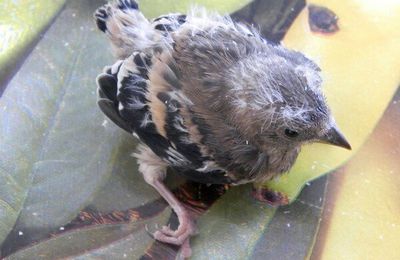 PHOTOS : UN BEBE OISEAU