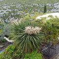 DRACAENA EN FLEURS