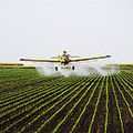 Le Ministre de l’agriculture s’apprête à renouveler l’autorisation de mise en vente du pesticide "Cruiser". 