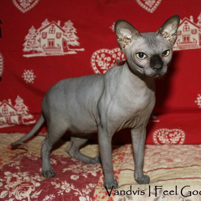 Prochaine portée de Sphynx avec Lady et Feelou !