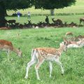 Richmond park : un peu (beaucoup) de verdure a Londres (ou presque !)