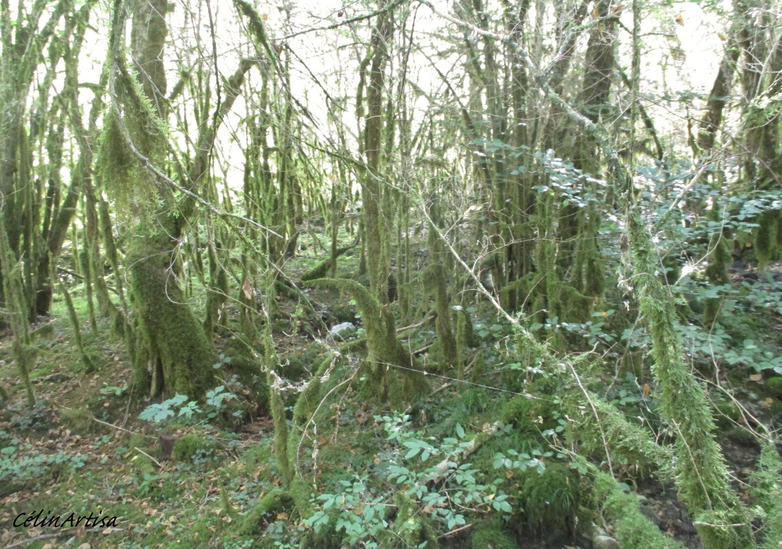 forêt de buis décimée par la pyrale - Cerdon (Ain)