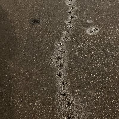 Sur la trace de l'oiseau invisible