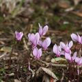 Cyclamen